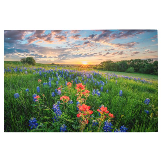 Flowers | Texas Bluebonnets & Indian Paintbrush Metal Print (Front)