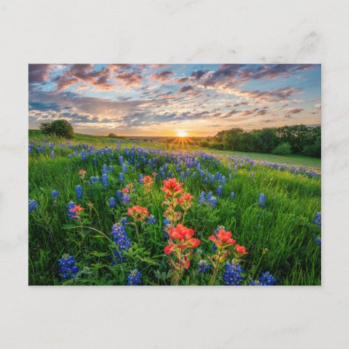 Flowers  Texas Bluebonnets  Indian Paintbrush Postcard