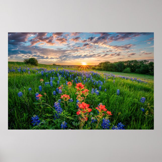 Flowers | Texas Bluebonnets & Indian Paintbrush Poster (Front)