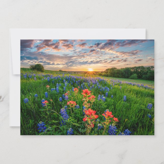 Flowers | Texas Bluebonnets & Indian Paintbrush Thank You Card (Front)