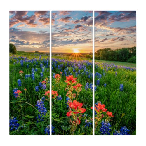 Flowers  Texas Bluebonnets  Indian Paintbrush Triptych