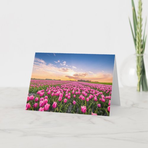 Flowers  Tulips South Holland Netherlands Card