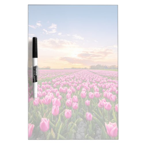Flowers  Tulips South Holland Netherlands Dry Erase Board