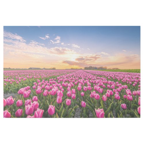 Flowers  Tulips South Holland Netherlands Gallery Wrap
