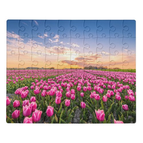 Flowers  Tulips South Holland Netherlands Jigsaw Puzzle