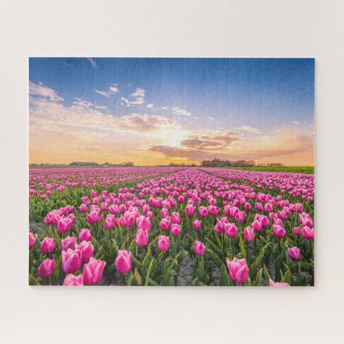 Flowers  Tulips South Holland Netherlands Jigsaw Puzzle