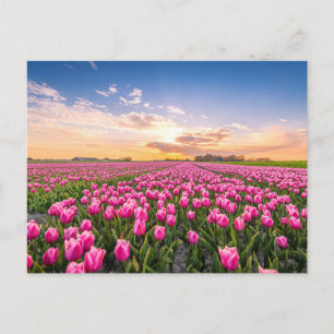 Flowers Tulips South Holland, Netherlands Postcard