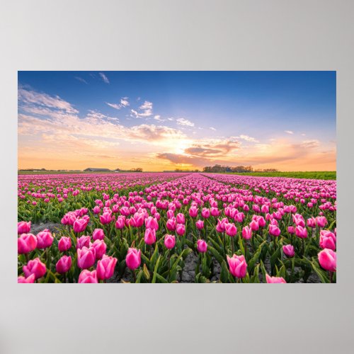 Flowers  Tulips South Holland Netherlands Poster