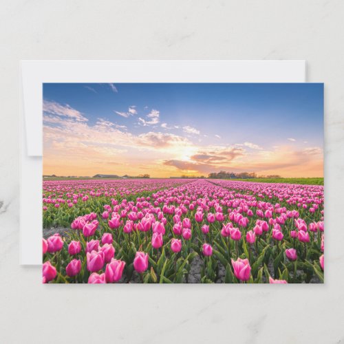 Flowers  Tulips South Holland Netherlands Thank You Card