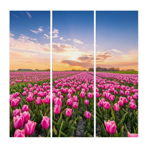 Flowers  Tulips South Holland Netherlands Triptych