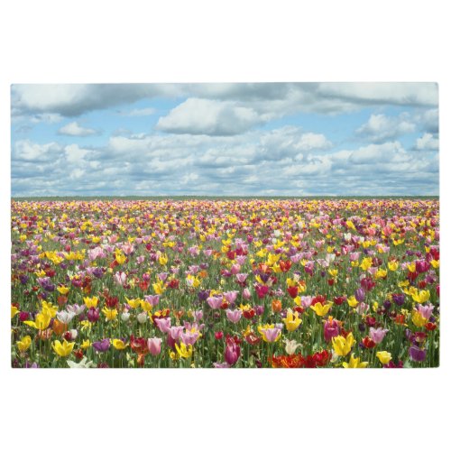 Flowers  Tulips Willamette Valley Oregon Metal Print