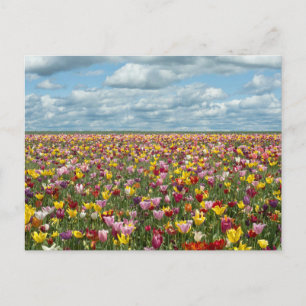 Flowers   Tulips Willamette Valley Oregon Postcard