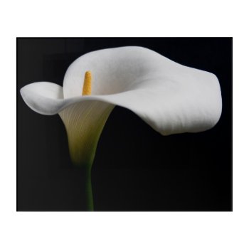 Flowers | White Calla Lily Acrylic Print by intothewild at Zazzle