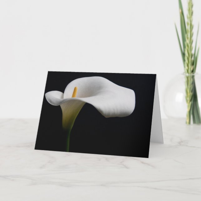 Flowers | White Calla Lily Card (Front)