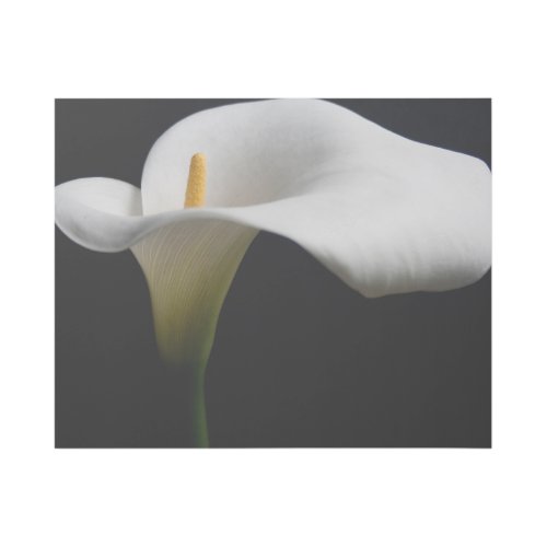 Flowers  White Calla Lily Gallery Wrap