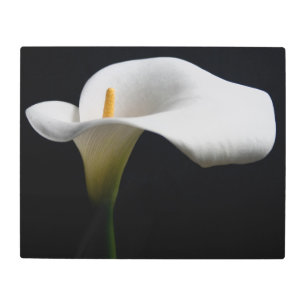 Flowers   White Calla Lily Metal Print