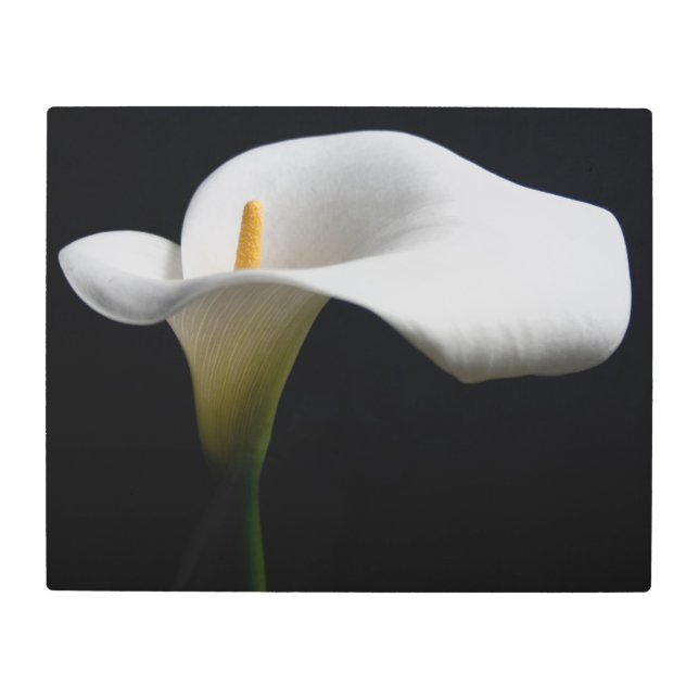 Flowers | White Calla Lily Metal Print (Front)