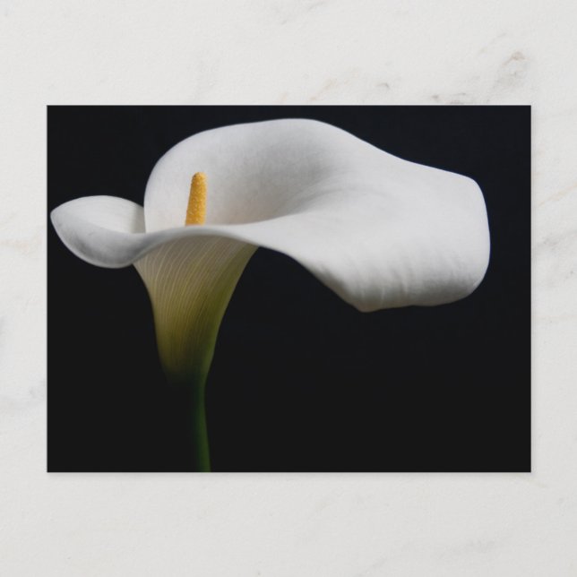 Flowers | White Calla Lily Postcard (Front)