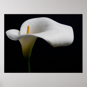 Flowers   White Calla Lily Poster