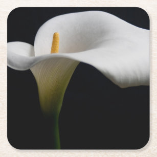 Flowers   White Calla Lily Square Paper Coaster