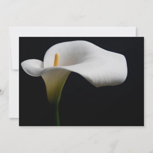 Flowers | White Calla Lily Thank You Card (Front)