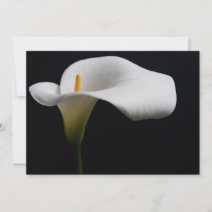 Flowers White Calla Lily Thank You Card