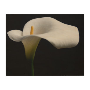 Flowers   White Calla Lily Wood Wall Art