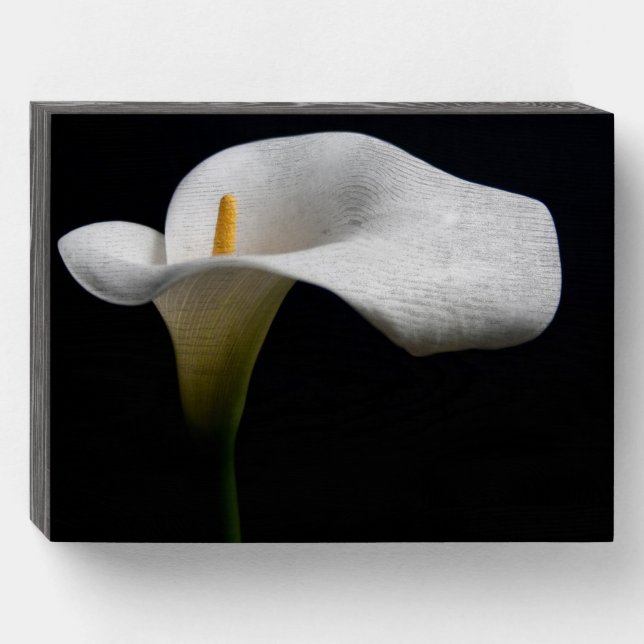 Flowers | White Calla Lily Wooden Box Sign (Front Horizontal)