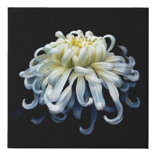 Flowers  White Chrysanthemum Faux Canvas Print