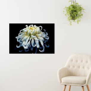 Flowers   White Chrysanthemum Foam Board
