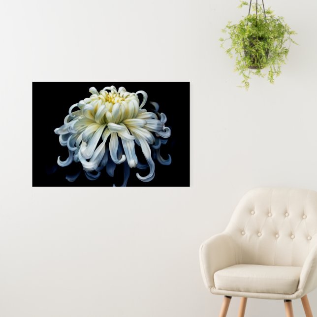 Flowers | White Chrysanthemum Foam Board (In Situ (Wall))