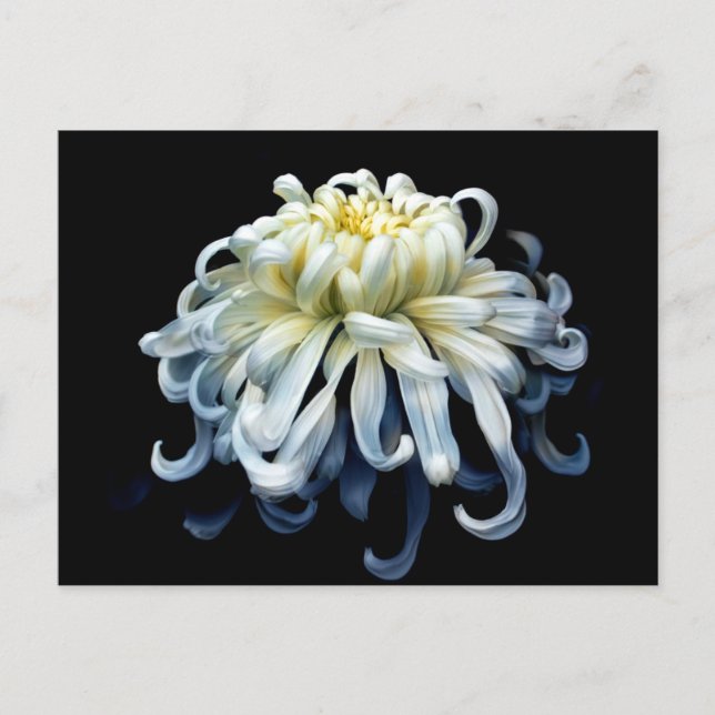 Flowers | White Chrysanthemum Postcard (Front)
