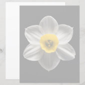Flowers | White Daffodil Flower (Front/Back)