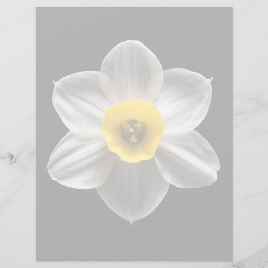 Flowers | White Daffodil Flower (Front)