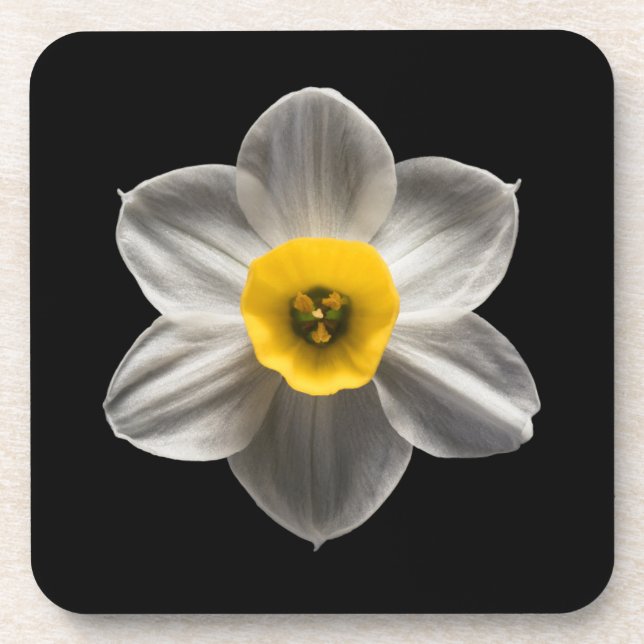 Flowers | White Daffodil Flower Beverage Coaster (Front)