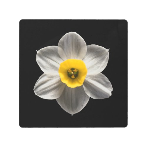Flowers  White Daffodil Flower Metal Print