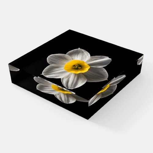 Flowers  White Daffodil Flower Paperweight