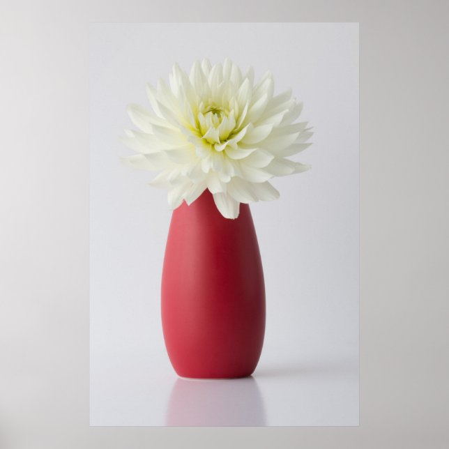 Flowers | White Dahlia in Red Vase Poster (Front)