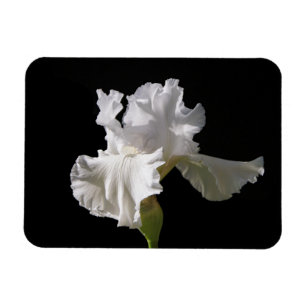 Flowers White Iris Magnet