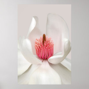 Flowers   White Magnolia Poster