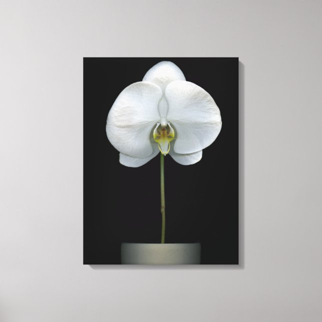 Flowers | White Orchid Flower Canvas Print (Front)