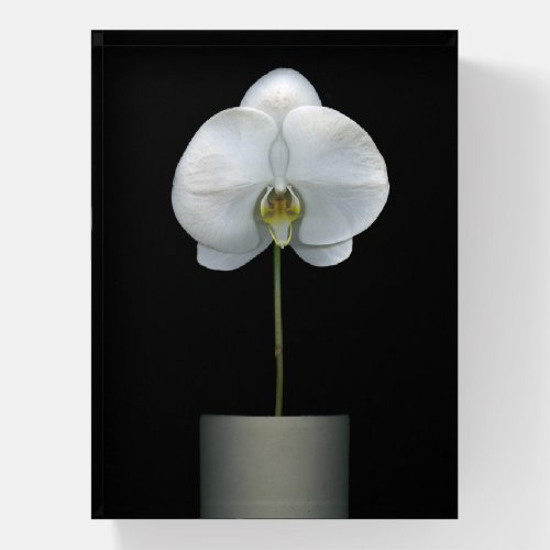 Flowers  White Orchid Flower Paperweight