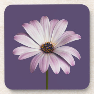 Flowers White & Purple Daisy Beverage Coaster