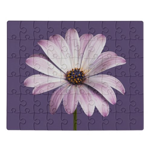 Flowers  White  Purple Daisy Jigsaw Puzzle