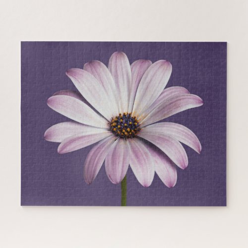 Flowers  White  Purple Daisy Jigsaw Puzzle