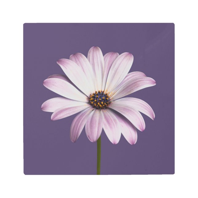 Flowers | White & Purple Daisy Metal Print (Front)