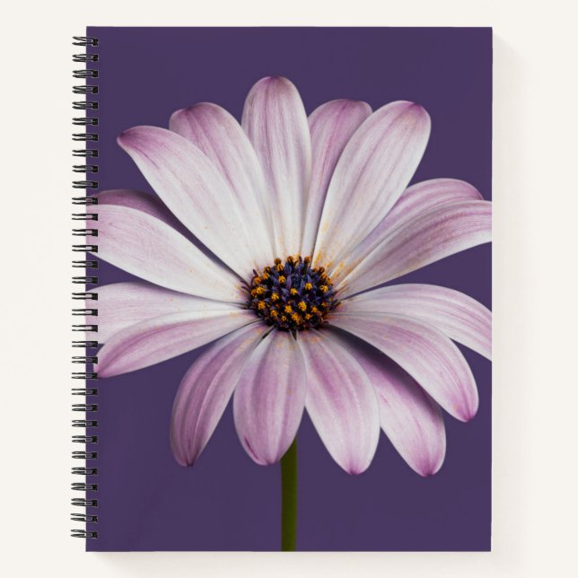 Flowers | White & Purple Daisy Notebook (Front)