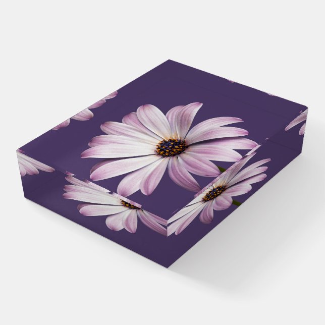 Flowers | White & Purple Daisy Paperweight (Angled)