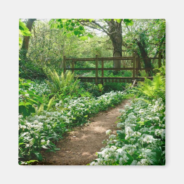 Flowers | White Wildflowers in Forest Magnet (Front)