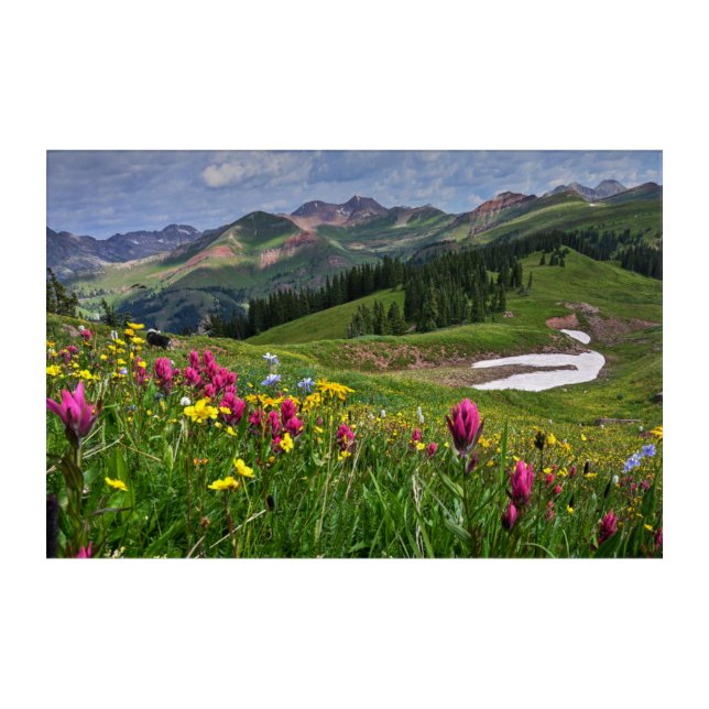 Flowers | Wildflowers Durango, Colorado Acrylic Print (Front)